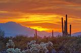 Desert Sunset_76016-9